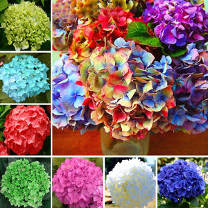 10PCS blue Hydrangea Flower Bonsai flower Fort Viburnum Hydrangea Flower Seeds Macrophylla Potted Plants For Home Garden Planting Flowers