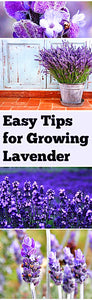 100pcs Lavender Flower Seeds Bonsai Lavandula angustifolia Very fragrant flower plant perennial indoor garden flowering potted plants