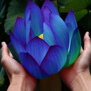 5pcs Gaint lotus bonsai seeds blue water lily plants real bowl water flower Indoor bonsai aquatic plants seeds