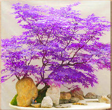 Load image into Gallery viewer, 20 Pcs Maple Bonsai Plants Red Maple Tree Seeds Very Beautiful Outdoor Tree Home Garden Decoration Potted Plants
