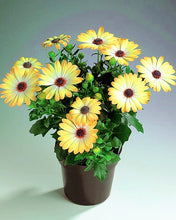 Load image into Gallery viewer, 100pcs Yellow Daisy Bonsai Seeds Plants Daisy Flower Seeds Bellis perennis chrysanthemum flowers indoor potted plant DIY home garden
