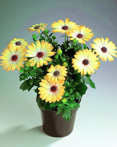 100pcs Yellow Daisy Bonsai Seeds Plants Daisy Flower Seeds Bellis perennis chrysanthemum flowers indoor potted plant DIY home garden