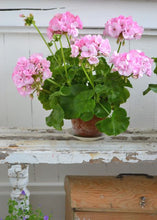 Load image into Gallery viewer, 15pcs Geranium Seeds Bonsai Pelargonium hortorum flowers bonsais Perennial beautiful indoor flowering potted plants for home garden
