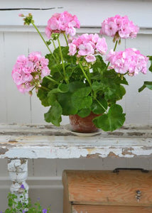 15pcs Geranium Seeds Bonsai Pelargonium hortorum flowers bonsais Perennial beautiful indoor flowering potted plants for home garden