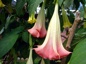 100Pcs Datura suaveolens seeds Night-blooming flower Jessamine flowers seeds bonsai tree plants Angel's horn potted plant for garden