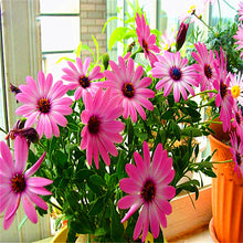 Load image into Gallery viewer, 100pcs Yellow Daisy Bonsai Seeds Plants Daisy Flower Seeds Bellis perennis chrysanthemum flowers indoor potted plant DIY home garden
