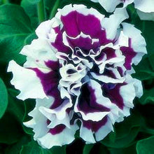 Load image into Gallery viewer, 100pcs Double Flap Petunia Seeds bonsai beautiful Petunia flower perennial indoor flowering potted plant for home garden flower plants
