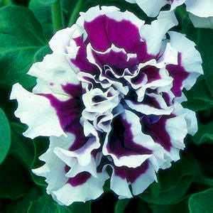 100pcs Double Flap Petunia Seeds bonsai beautiful Petunia flower perennial indoor flowering potted plant for home garden flower plants