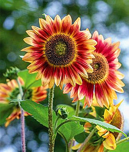 30Pcs Rare Pink Sunflower Seeds Bonsai Flowers Seeds Plants Dwarf desk potted plant Rare sunflower Ornamental flower indoor garden plantas