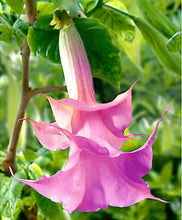 Load image into Gallery viewer, 100Pcs Datura suaveolens seeds Night-blooming flower Jessamine flowers seeds bonsai tree plants Angel&#39;s horn potted plant for garden
