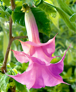 100Pcs Datura suaveolens seeds Night-blooming flower Jessamine flowers seeds bonsai tree plants Angel's horn potted plant for garden