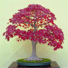 Load image into Gallery viewer, 20 Pcs Maple Bonsai Plants Red Maple Tree Seeds Very Beautiful Outdoor Tree Home Garden Decoration Potted Plants
