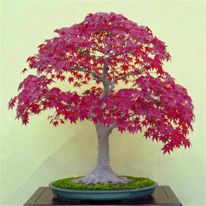 20 Pcs Maple Bonsai Plants Red Maple Tree Seeds Very Beautiful Outdoor Tree Home Garden Decoration Potted Plants