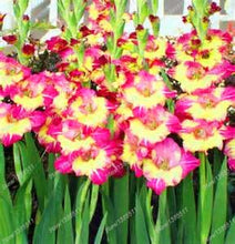 Load image into Gallery viewer, 100pcs Gladiolus Seeds not Bulbs bonsai flower bulb Vaniot Houtt perennial beautiful flowers seeds for home garden potted plants
