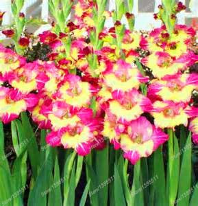 100pcs Gladiolus Seeds not Bulbs bonsai flower bulb Vaniot Houtt perennial beautiful flowers seeds for home garden potted plants