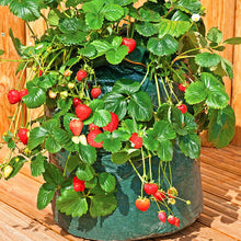 Load image into Gallery viewer, 600pcs/bag Gaint Climbing Strawberry Seeds Bonsai Perennial Organic Climbing Red Strawberry Plant For Home Garden Bonsai Plants
