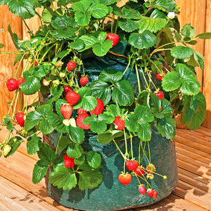 600pcs/bag Gaint Climbing Strawberry Seeds Bonsai Perennial Organic Climbing Red Strawberry Plant For Home Garden Bonsai Plants