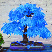 Load image into Gallery viewer, 20 Pcs Maple Bonsai Plants Red Maple Tree Seeds Very Beautiful Outdoor Tree Home Garden Decoration Potted Plants
