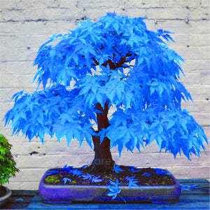 20 Pcs Maple Bonsai Plants Red Maple Tree Seeds Very Beautiful Outdoor Tree Home Garden Decoration Potted Plants