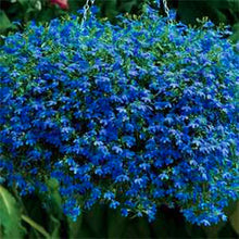 Load image into Gallery viewer, 100pcs/bag Lobelia flower seeds Rare indoor flower Bonsai Chlorophytum flower for Perennial Home Garden Plants
