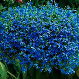 100pcs/bag Lobelia flower seeds Rare indoor flower Bonsai Chlorophytum flower for Perennial Home Garden Plants