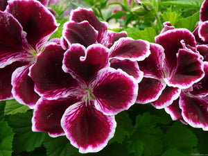 5PCS Red Apple blossom Geranium Seeds plant Perennial Bonsai Flower Seeds plants Rare Big-blooms Pelargonium Hortorum For Garden Plant