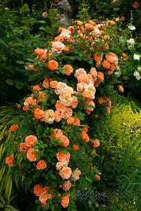 100pcs/bag Rainbow Climbing Rose Bonsai Seeds and Rose Bonsai Rare Flowers Seeds Plants Bonsai Tree Balcony & Yard Potted for home garden Plants