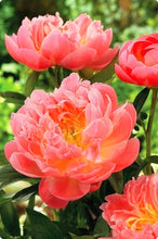 Load image into Gallery viewer, 10Pcs Gaint peony  Seeds bonsai Rare tree peony flower seeds Paeonia suffruticosa flowers for home garden kwiaty ogrodowe potted
