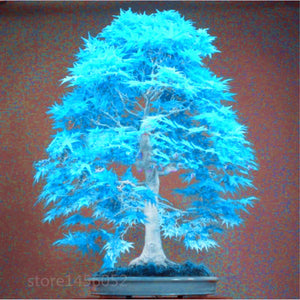 20 Pcs Maple Bonsai Plants Red Maple Tree Seeds Very Beautiful Outdoor Tree Home Garden Decoration Potted Plants