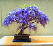 Load image into Gallery viewer, beautiful Wisteria flower seeds Bonsai Tree Plants perennial indoor flowering potted plant seeds for home garden
