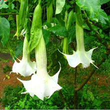 Load image into Gallery viewer, 100Pcs Datura suaveolens seeds Night-blooming flower Jessamine flowers seeds bonsai tree plants Angel&#39;s horn potted plant for garden
