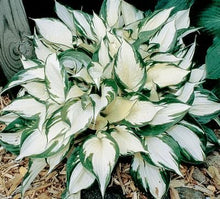 Load image into Gallery viewer, 50pcs Hosta Seeds Bonsai Rare Hosta flowers bonsai Liliaceae flower seeds perennial indoor blowering potted plants for home garden
