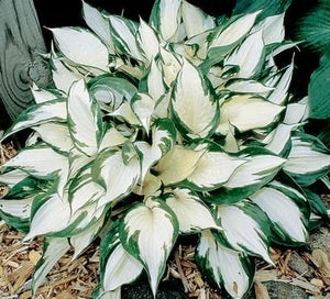 50pcs Hosta Seeds Bonsai Rare Hosta flowers bonsai Liliaceae flower seeds perennial indoor blowering potted plants for home garden