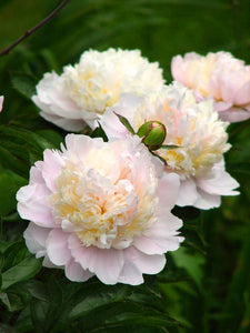 Indoor Ornamental Bonsai Chinese Peony flower Seeds plants Terrace Courtyard Garden Paeonia Suffruticosa Flower plants Seeds