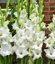 Load image into Gallery viewer, 100pcs Gladiolus Seeds not Bulbs bonsai flower bulb Vaniot Houtt perennial beautiful flowers seeds for home garden potted plants
