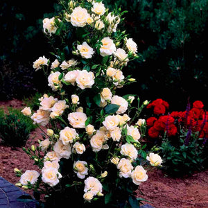 100pcs/bag Rainbow Climbing Rose Bonsai Seeds and Rose Bonsai Rare Flowers Seeds Plants Bonsai Tree Balcony & Yard Potted for home garden Plants