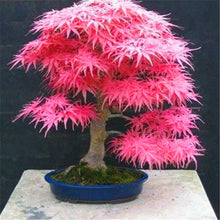 Load image into Gallery viewer, 20 Pcs Maple Bonsai Plants Red Maple Tree Seeds Very Beautiful Outdoor Tree Home Garden Decoration Potted Plants
