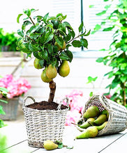 Load image into Gallery viewer, 20Pcs Pear Seeds bonsai Pyrus spp fruit bonsai seeds tree plants Delicious juicy fruit potted plant for home garden planting plant
