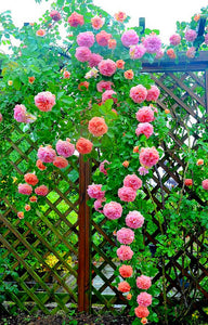 100pcs/bag Rainbow Climbing Rose Bonsai Seeds and Rose Bonsai Rare Flowers Seeds Plants Bonsai Tree Balcony & Yard Potted for home garden Plants