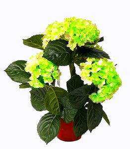 50Pcs Gaint Hydrangea Seeds Bonsai flower bonsai Seeds plants rare flower potted plant bonsai tree Semilla plantas