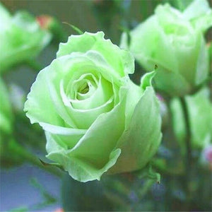 100pcs/bag Rainbow Rose Tree Seeds and Mini Rose Bonsai Rare Flowers Seeds Plants Bonsai Tree Balcony & Yard Potted for home garden Plants