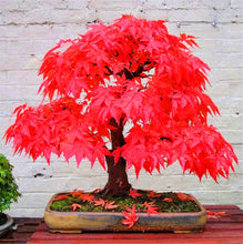 Load image into Gallery viewer, 20 Pcs Maple Bonsai Plants Red Maple Tree Seeds Very Beautiful Outdoor Tree Home Garden Decoration Potted Plants
