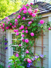 Load image into Gallery viewer, 100pcs/bag Rainbow Climbing Rose Bonsai Seeds and Rose Bonsai Rare Flowers Seeds Plants Bonsai Tree Balcony &amp; Yard Potted for home garden Plants
