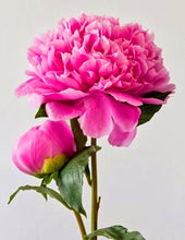 Load image into Gallery viewer, Indoor Ornamental Bonsai Chinese Peony flower Seeds plants Terrace Courtyard Garden Paeonia Suffruticosa Flower plants Seeds
