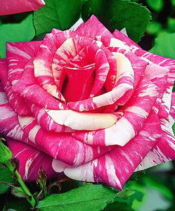 European rose bonsai seeds rare double rose flower seeds Bonsai perennial blooming pot plant for home garden