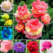 Load image into Gallery viewer, 10Pcs Gaint peony  Seeds bonsai Rare tree peony flower seeds Paeonia suffruticosa flowers for home garden kwiaty ogrodowe potted
