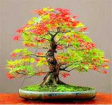 Load image into Gallery viewer, 20 Pcs Maple Bonsai Plants Red Maple Tree Seeds Very Beautiful Outdoor Tree Home Garden Decoration Potted Plants
