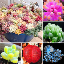 Load image into Gallery viewer, Pearl bonsai succulent seeds plant Lithops Living Stones Succulent Cactus seeds Organic Mini Garden flower bonsai
