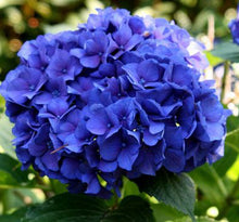 Load image into Gallery viewer, 10PCS blue Hydrangea Flower Bonsai flower Fort Viburnum Hydrangea Flower Seeds Macrophylla Potted Plants For Home Garden Planting Flowers
