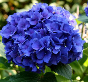 10PCS blue Hydrangea Flower Bonsai flower Fort Viburnum Hydrangea Flower Seeds Macrophylla Potted Plants For Home Garden Planting Flowers